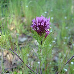 castilleja exserta 4418